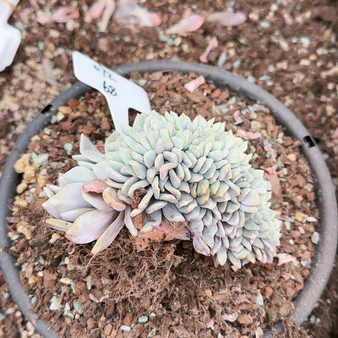 星影缀072号68            肉