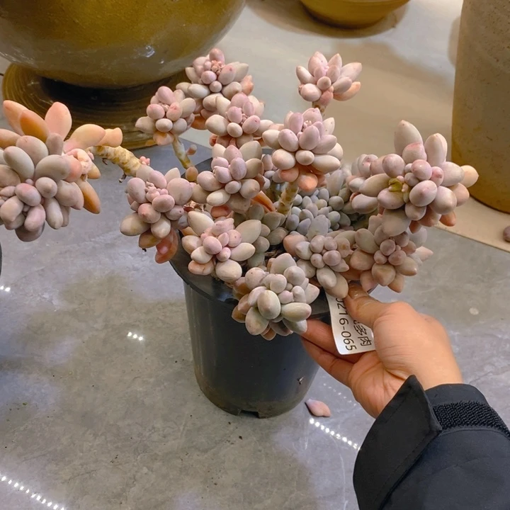 用****8夏悦多肉0216-65粉桃