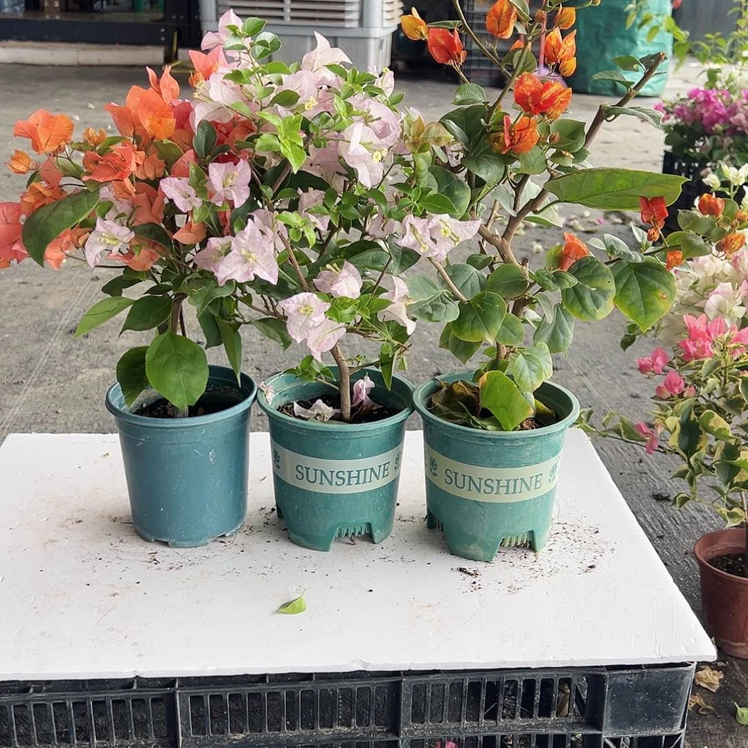 大部分花苞少量开放波妹，丽娜，娜吒组合