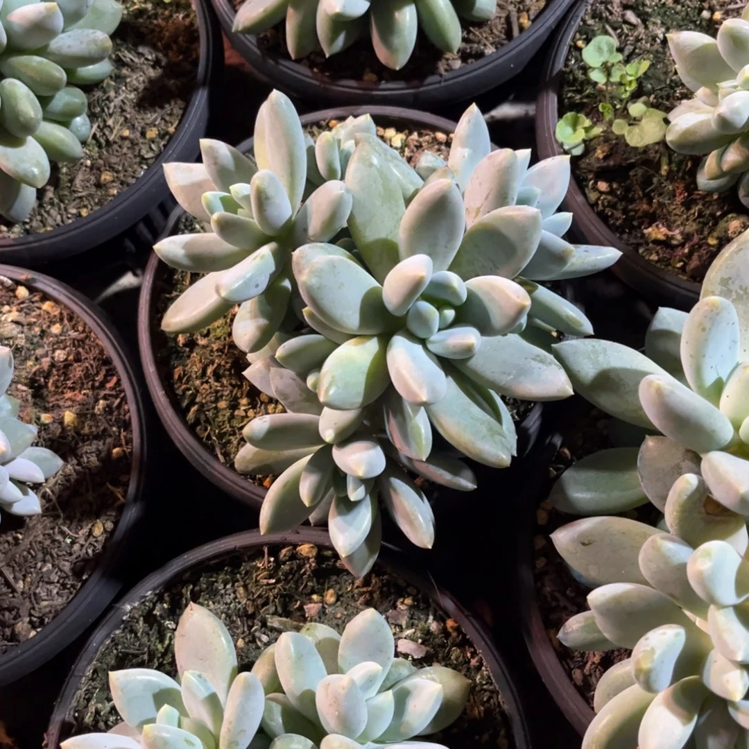 大部分开放少量花苞