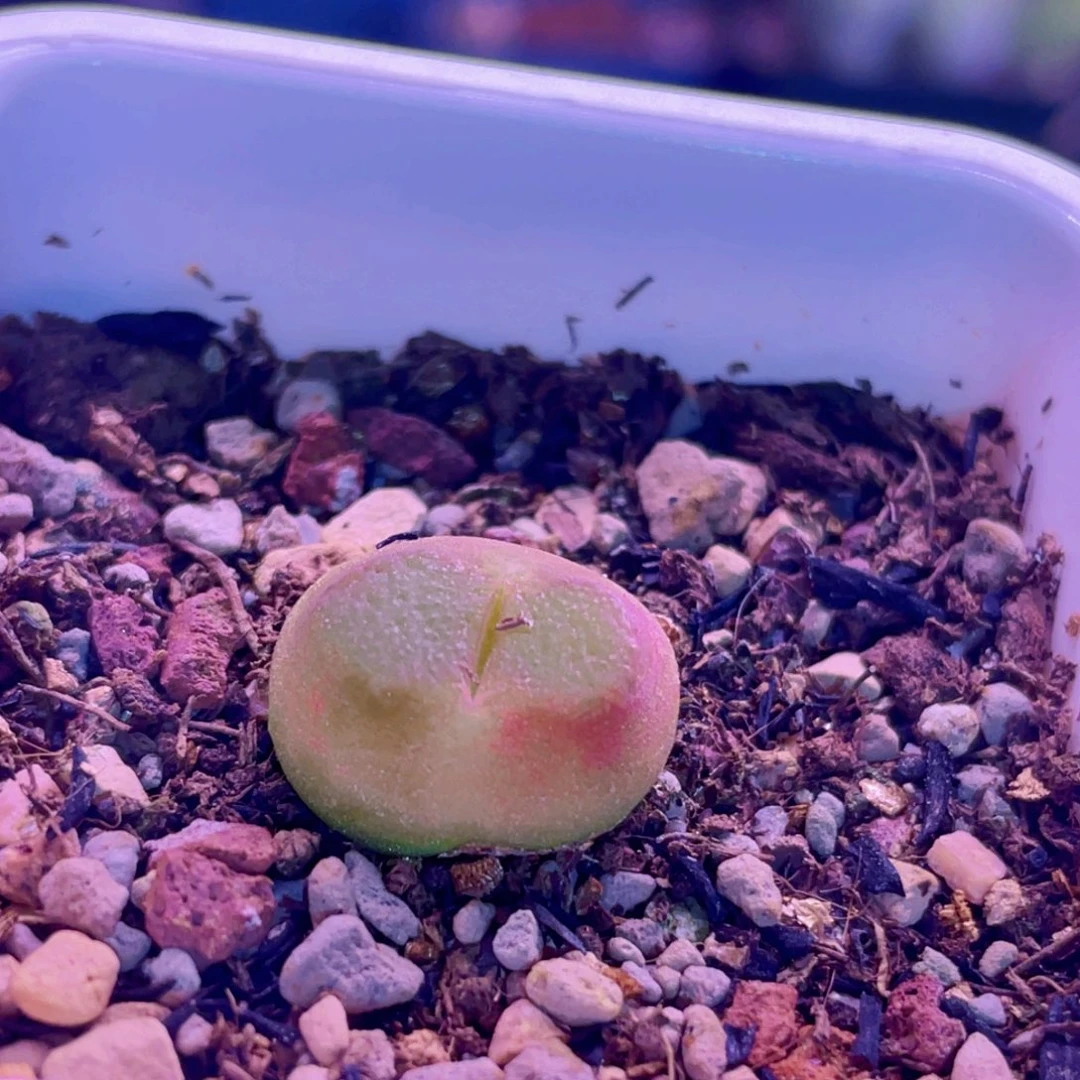 雪茄植物一物一拍