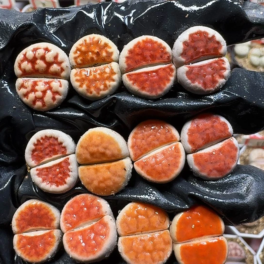 生石花11111。   169