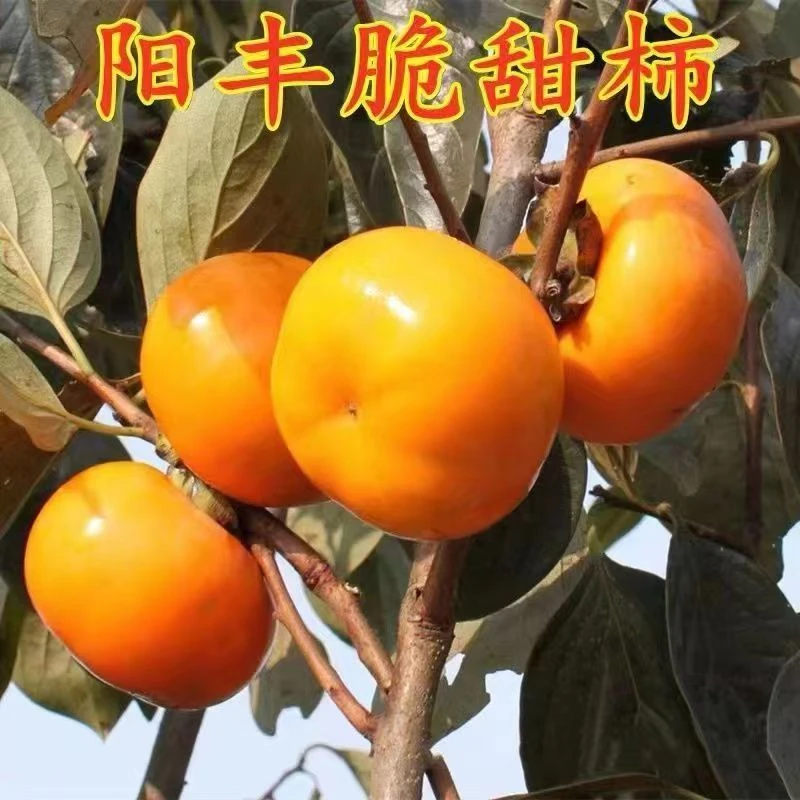 脆甜柿子树果苗盆栽庭院南北方种植水果树火晶磨盘太秋大树嫁接