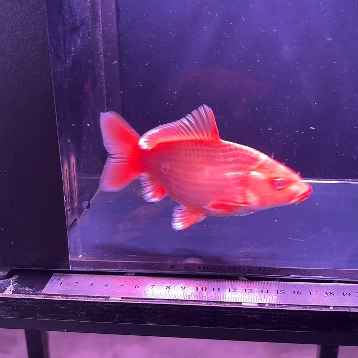 蝴蝶鲤鱼13号蝴蝶鲤返祖