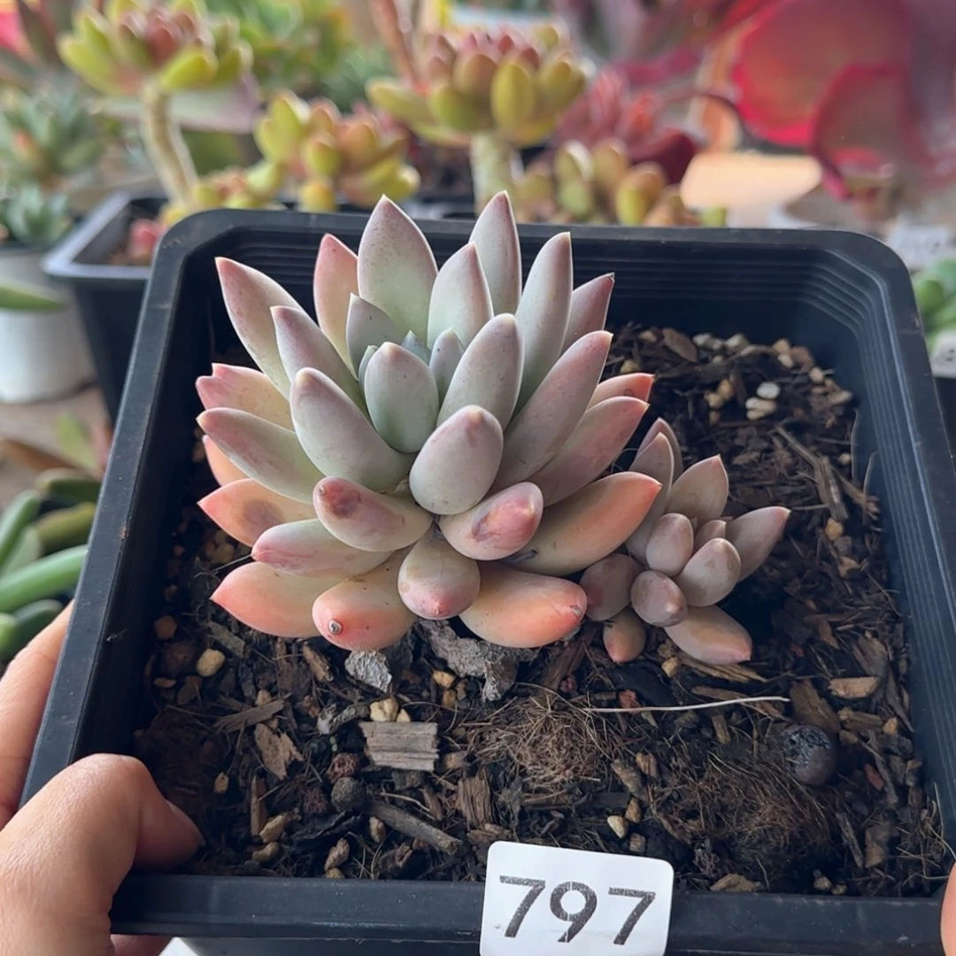797号 一物一拍 一物一拍