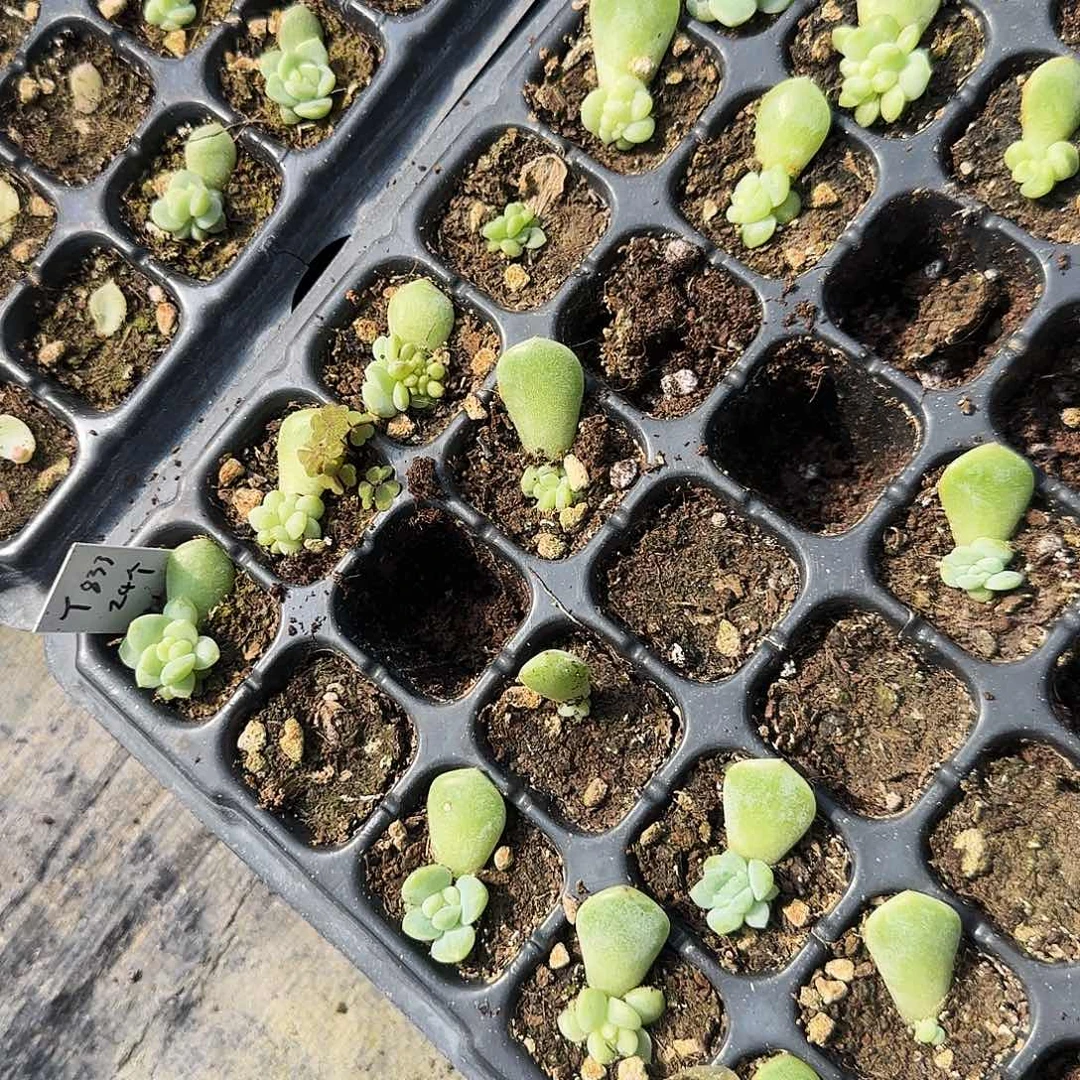 833 小中苗穴一个满25包邮