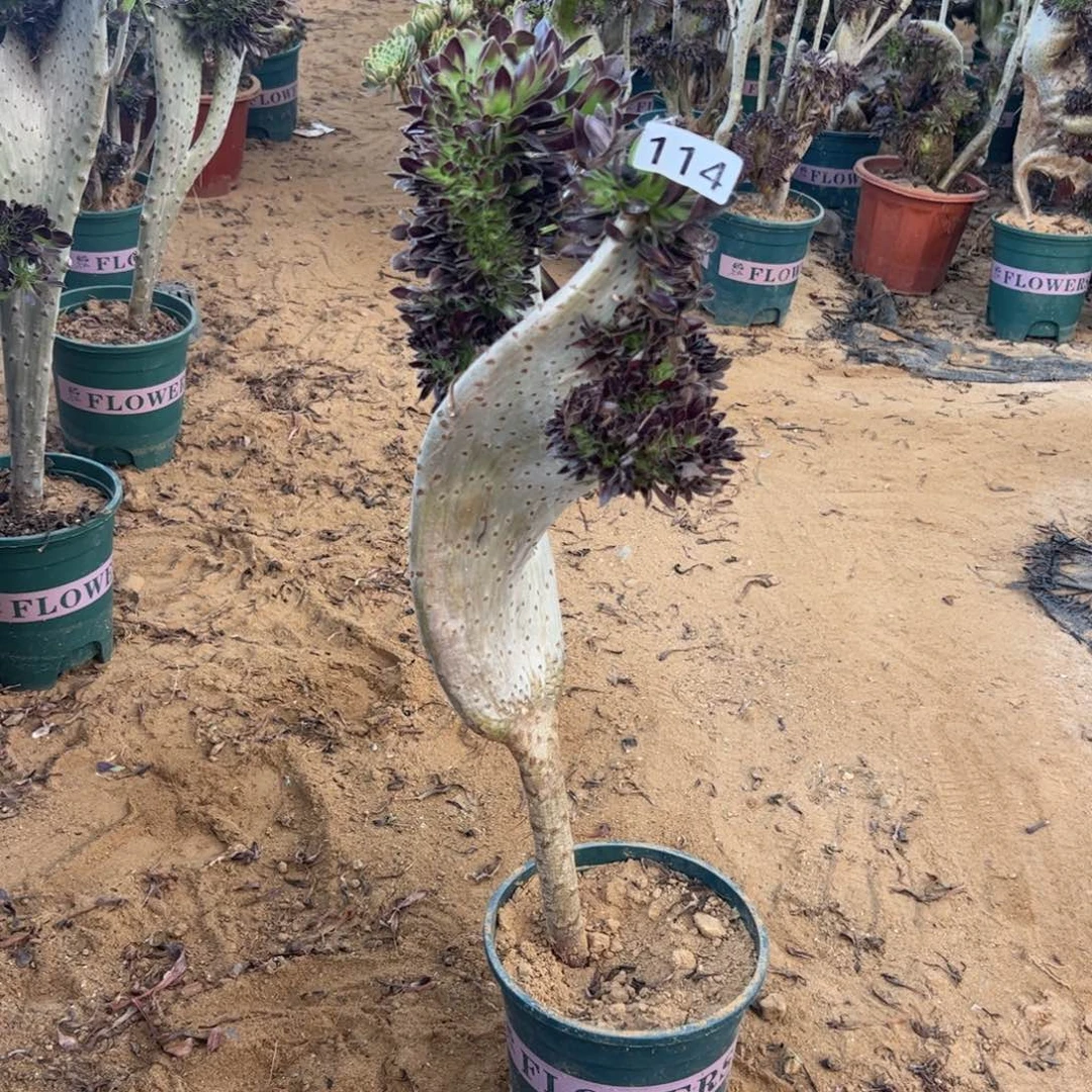 黑缀翅膀114一颗啦啦