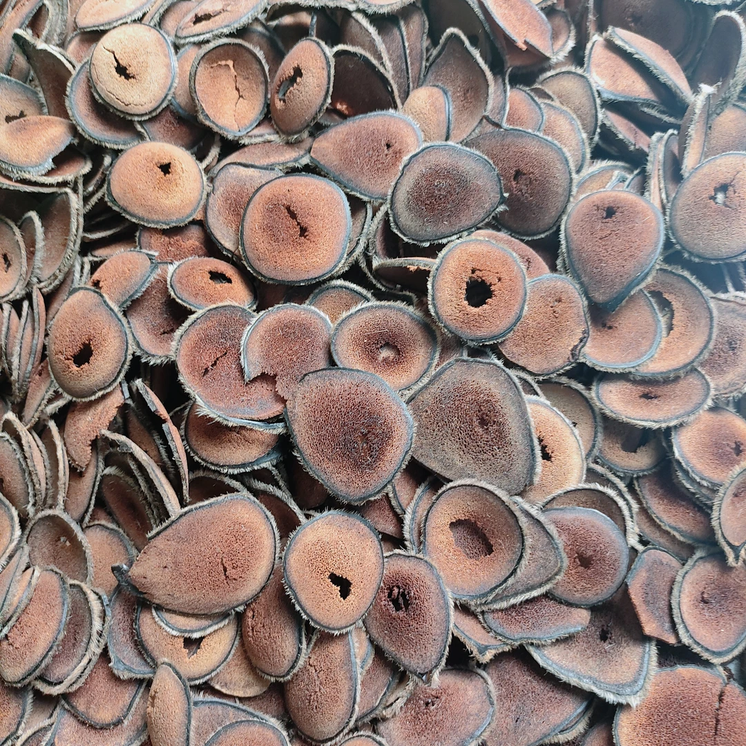 鹿茸片一等红粉片的残缺片打粉煲汤经济实惠。