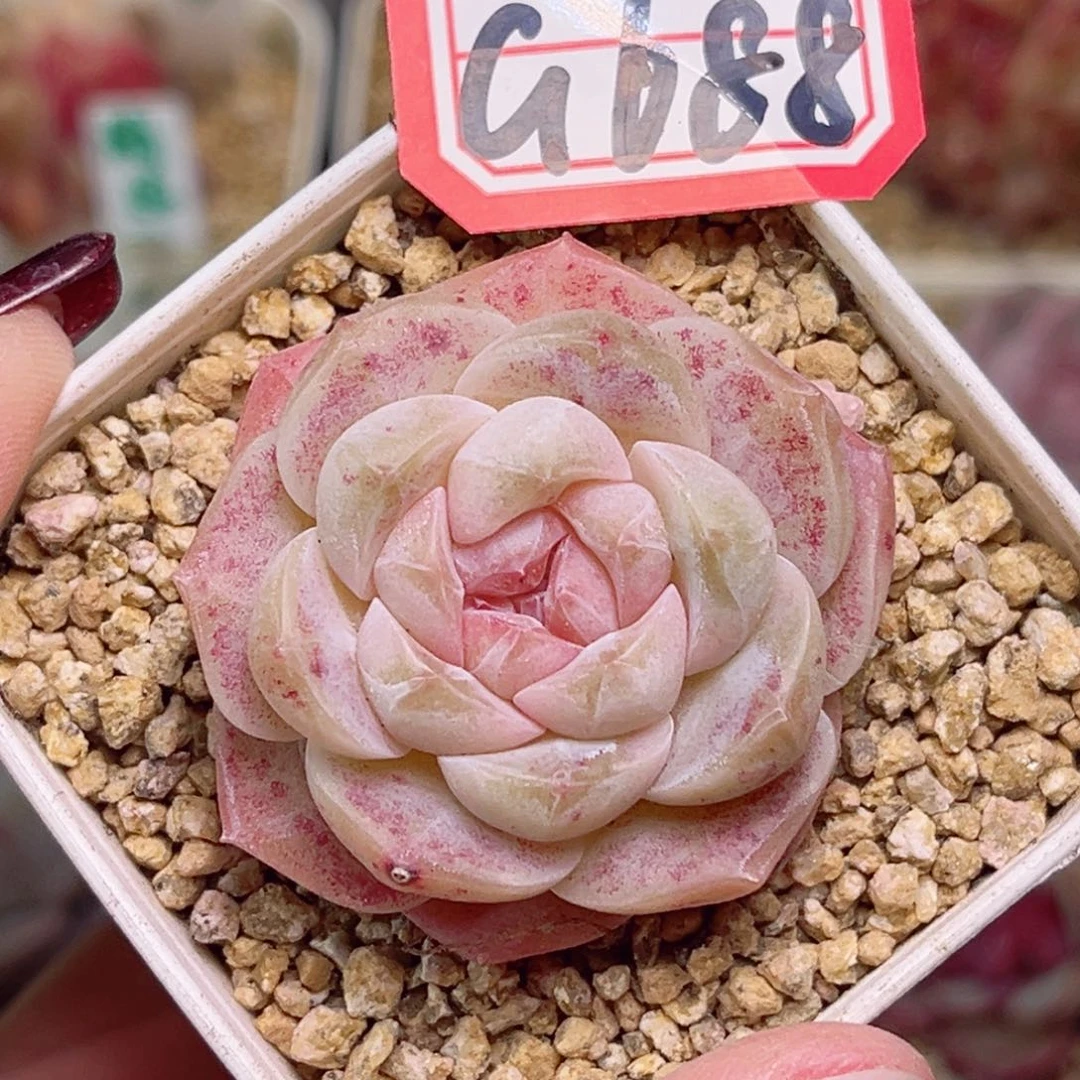 G688一物一拍 川贝