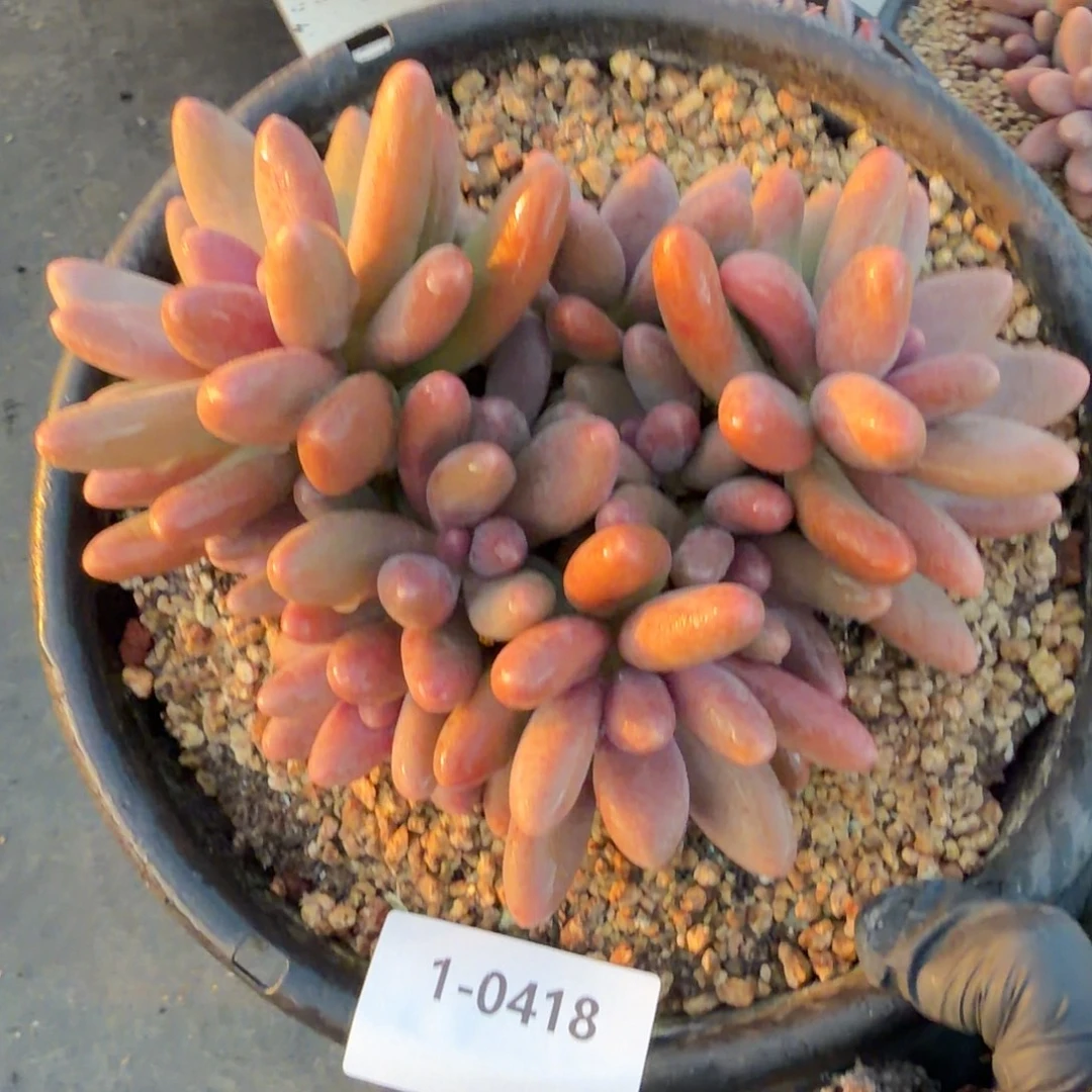 0418糖果美人多肉植物