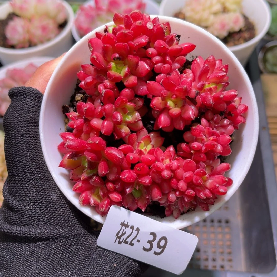 花22-39红唇缀化