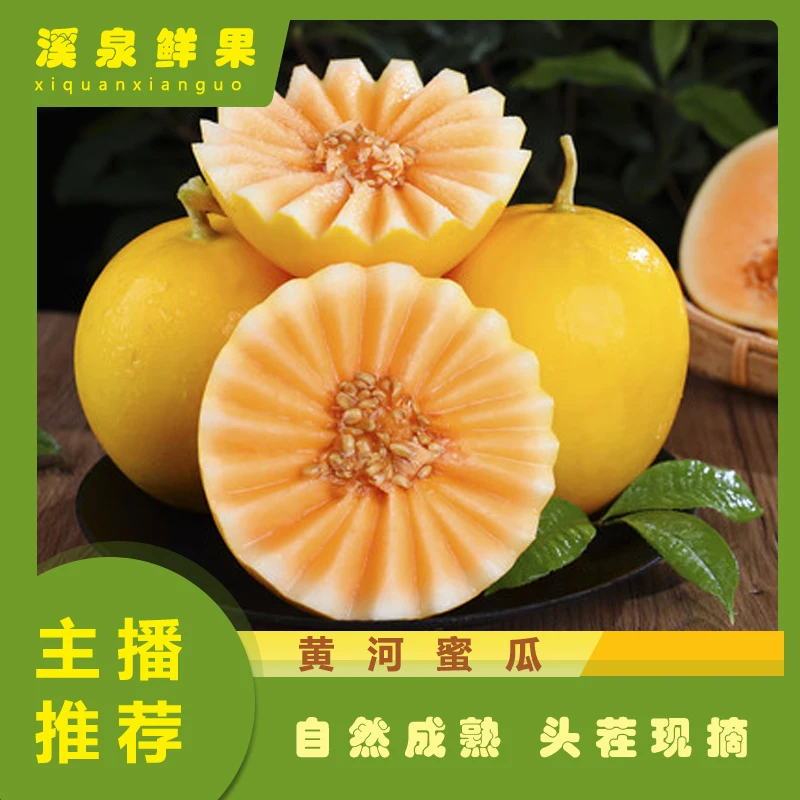 陕西黄河蜜瓜新鲜现采现发脆甜爽口多汁当季水果带箱5斤2-3个