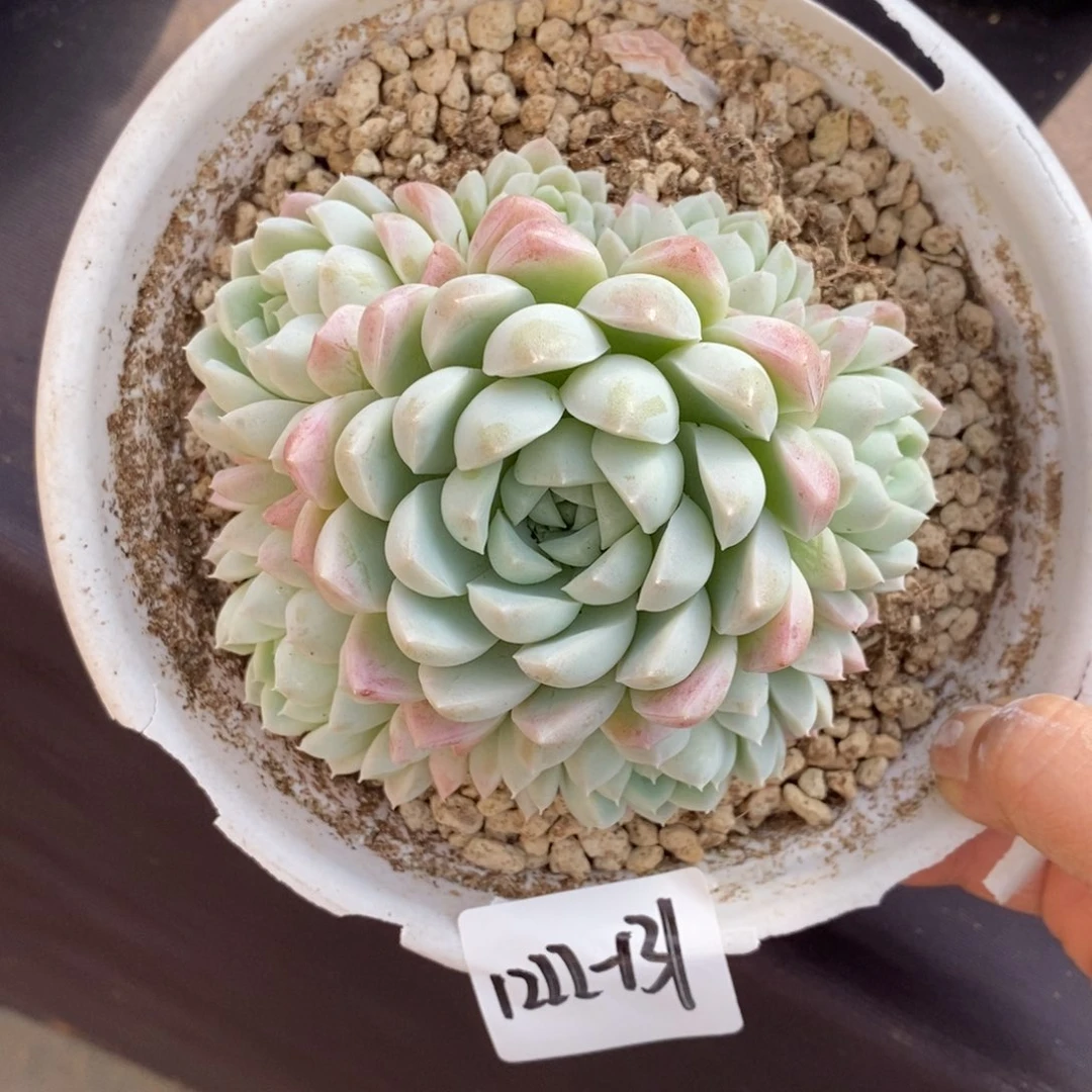 两单包邮1222-131奶油美人