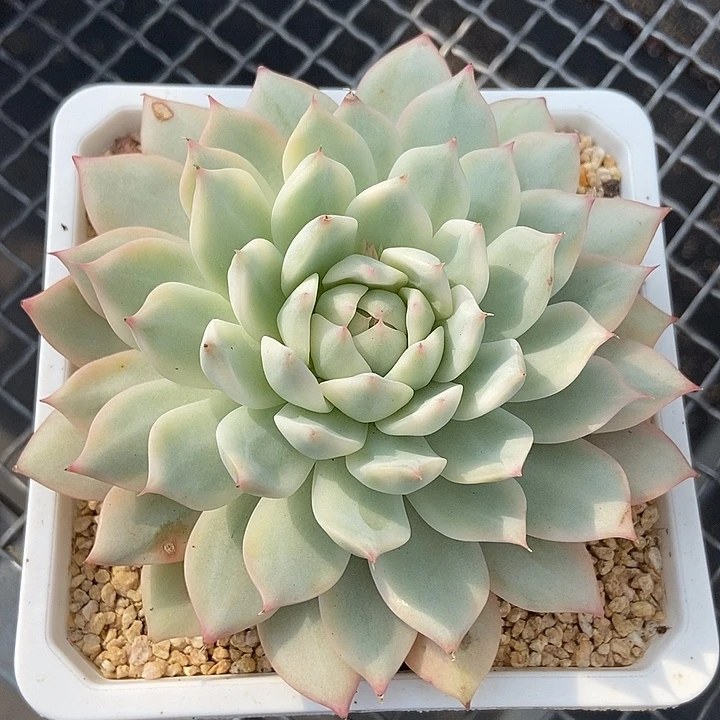TP锦大单头多肉植物