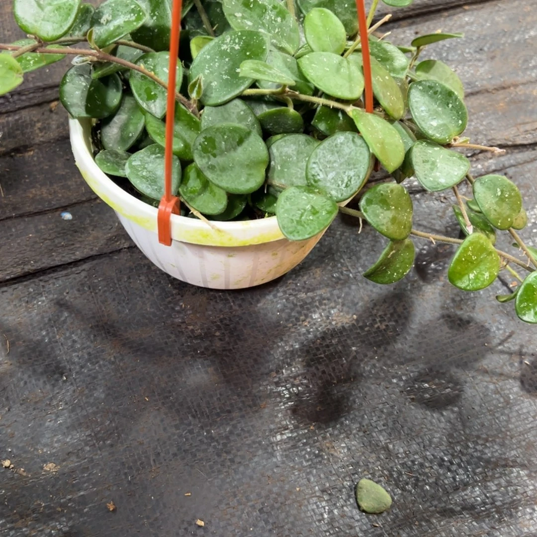 风***无花朵杂葡球兰品种