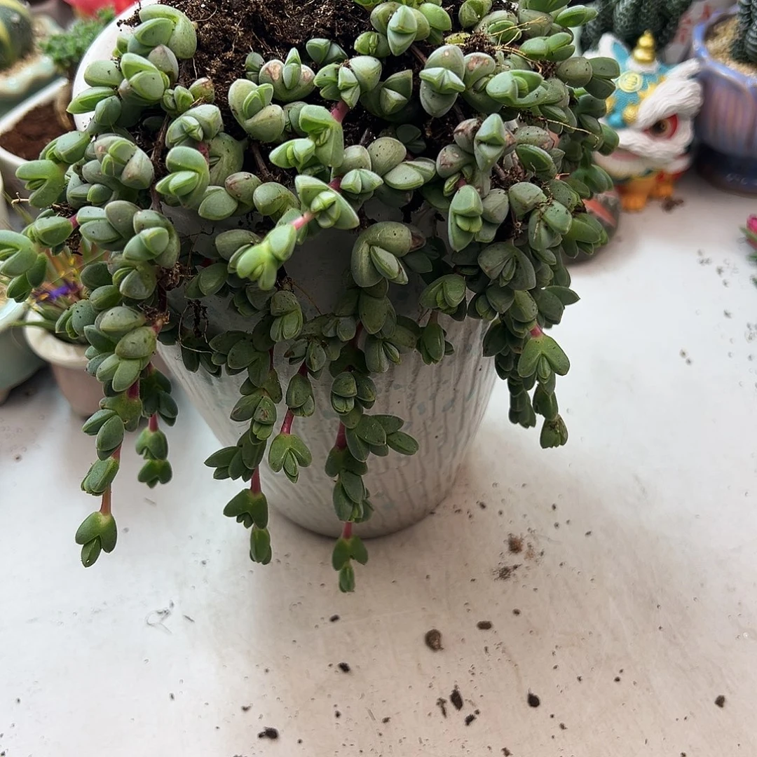 碧玉莲多肉植物一颗