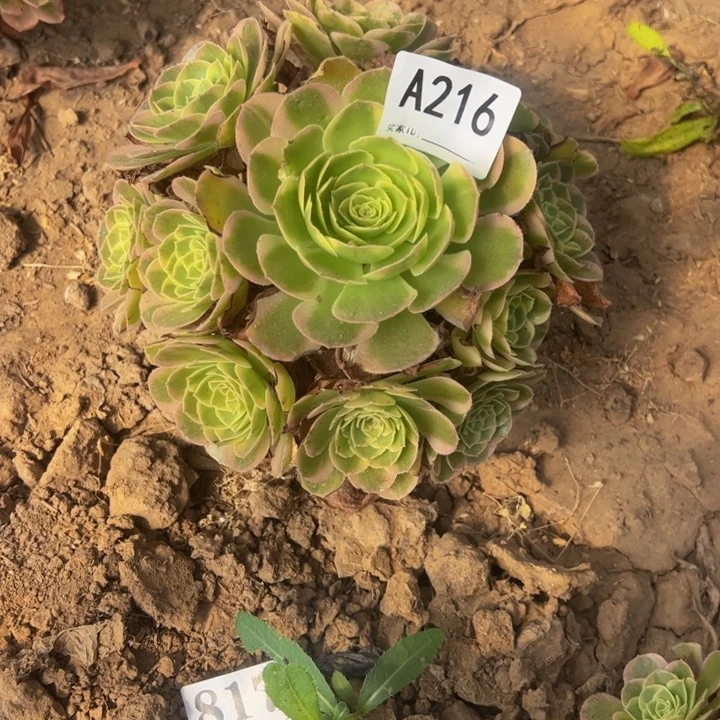 希***野奶白多肉植物216.