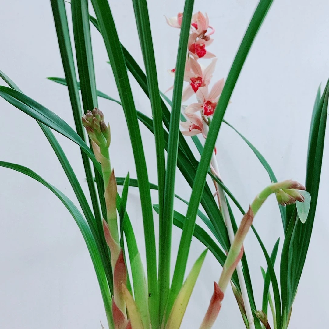 当前无花栽培后可以开花