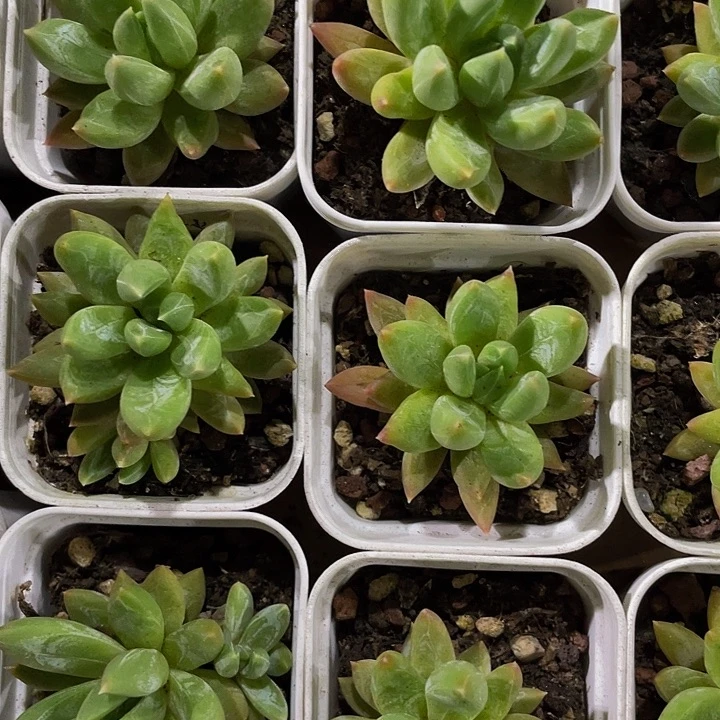 5.5方水晶蟹抓带盆土发货