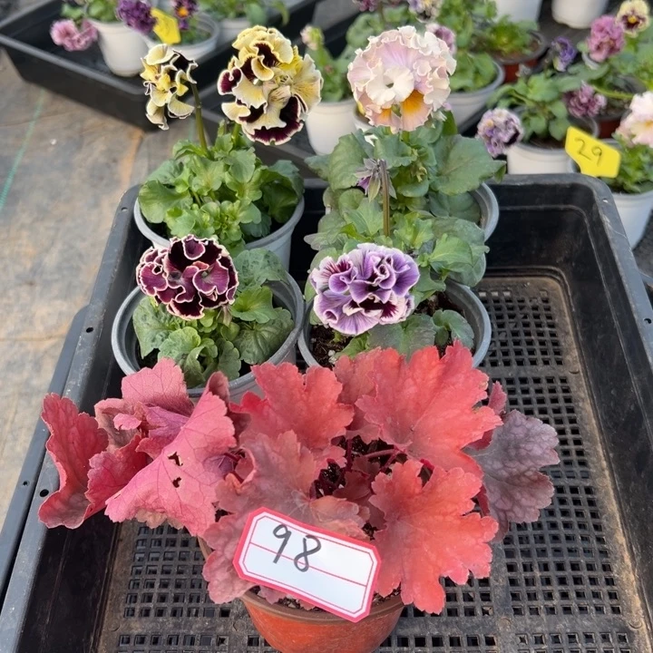 完全开放4盆角瑾98号无售后