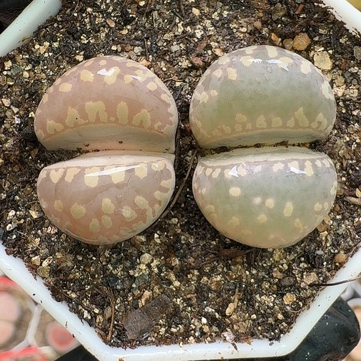 生石花23://。  306号