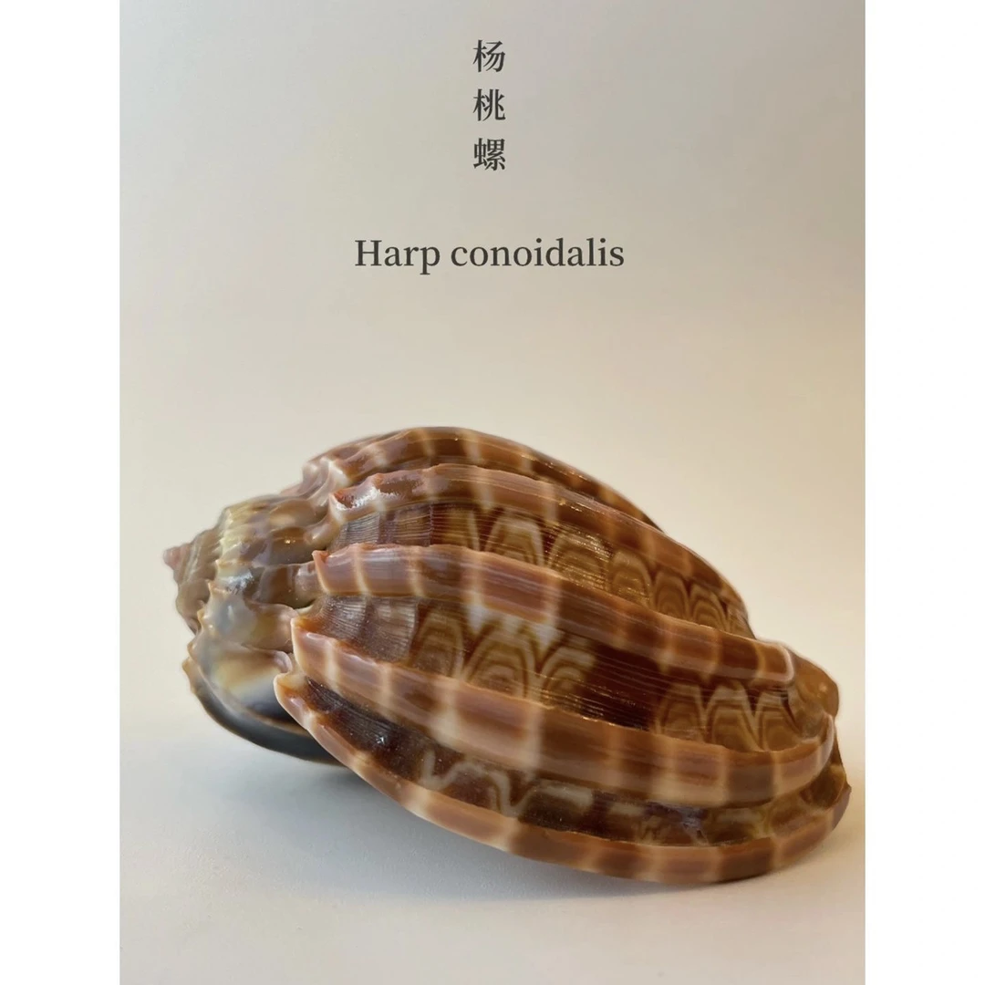野生杨桃螺 巨稀有 肉质脆鲜甜 极其难有