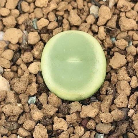 多肉肉锥 1.8Cm 大王拉登