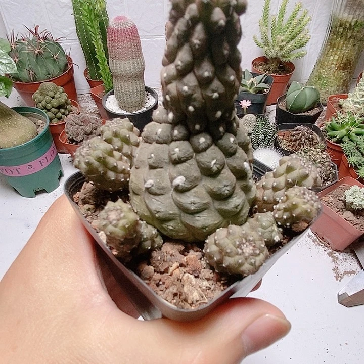 无花朵多头大号蜥蜴皮仙人球