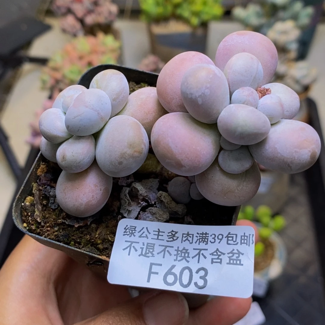 603芭比奶多肉7cm