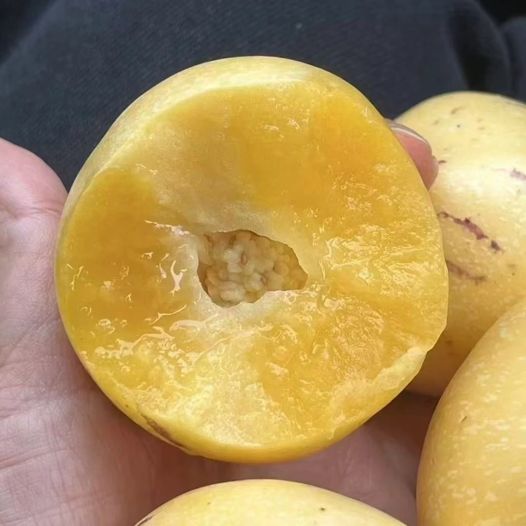 人参果（八戒）