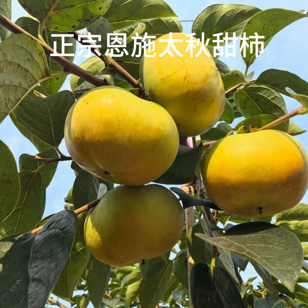 正宗恩施太秋甜柿精品果无涩清甜源头现摘现发包邮