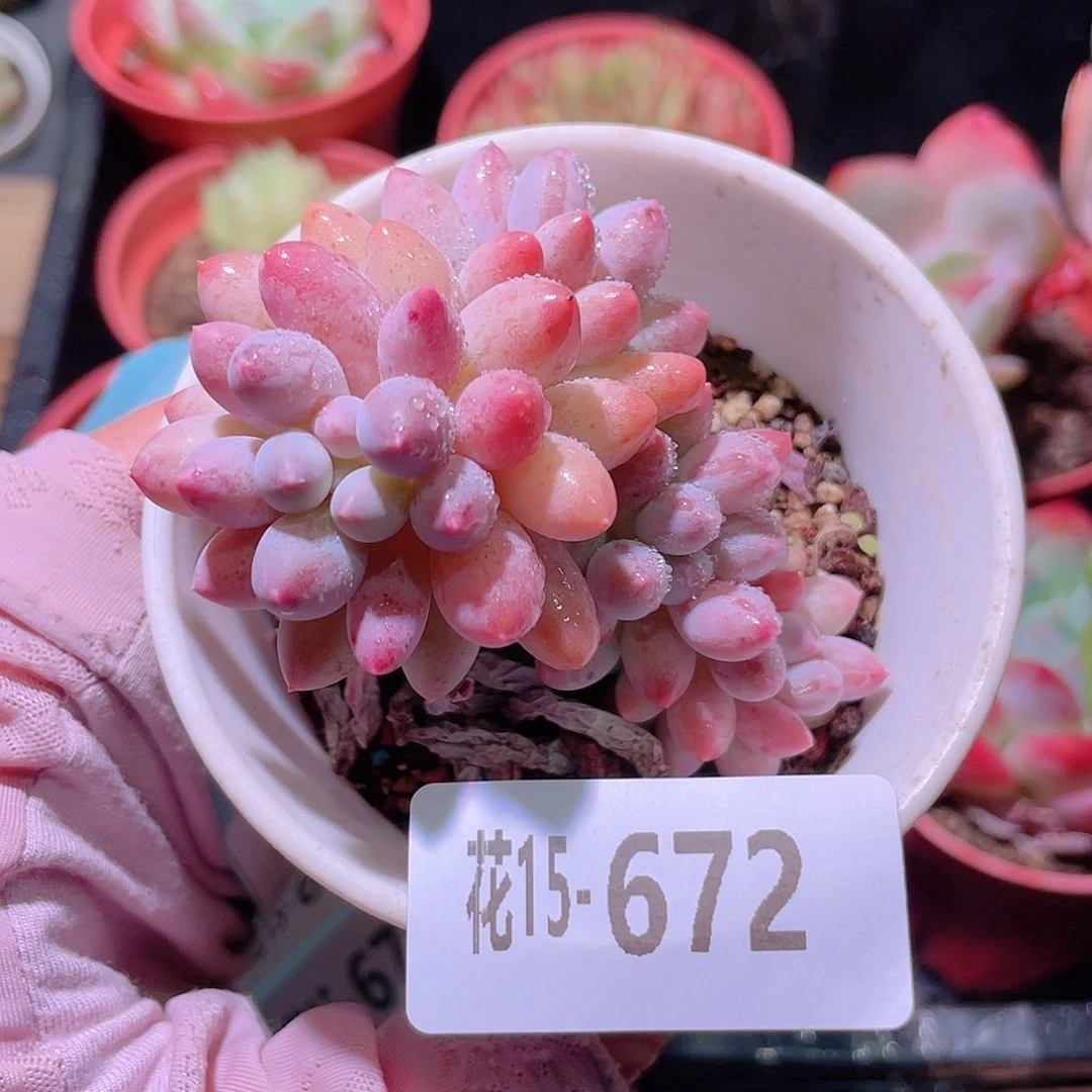 花利美15-672婴儿手指