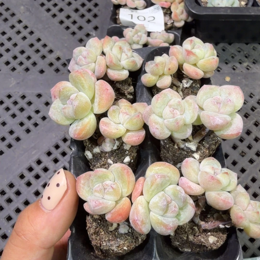 103 号到手1框江北多肉一物一拍