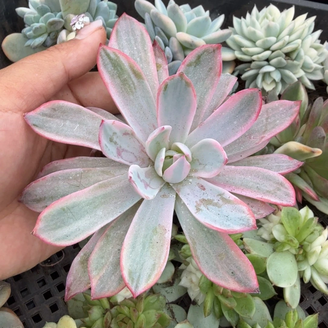 劳伦斯锦腹轮锦一刻的