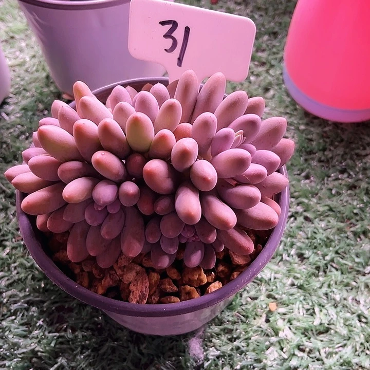 萍*我是第一百个为妖刀应援的阴阳