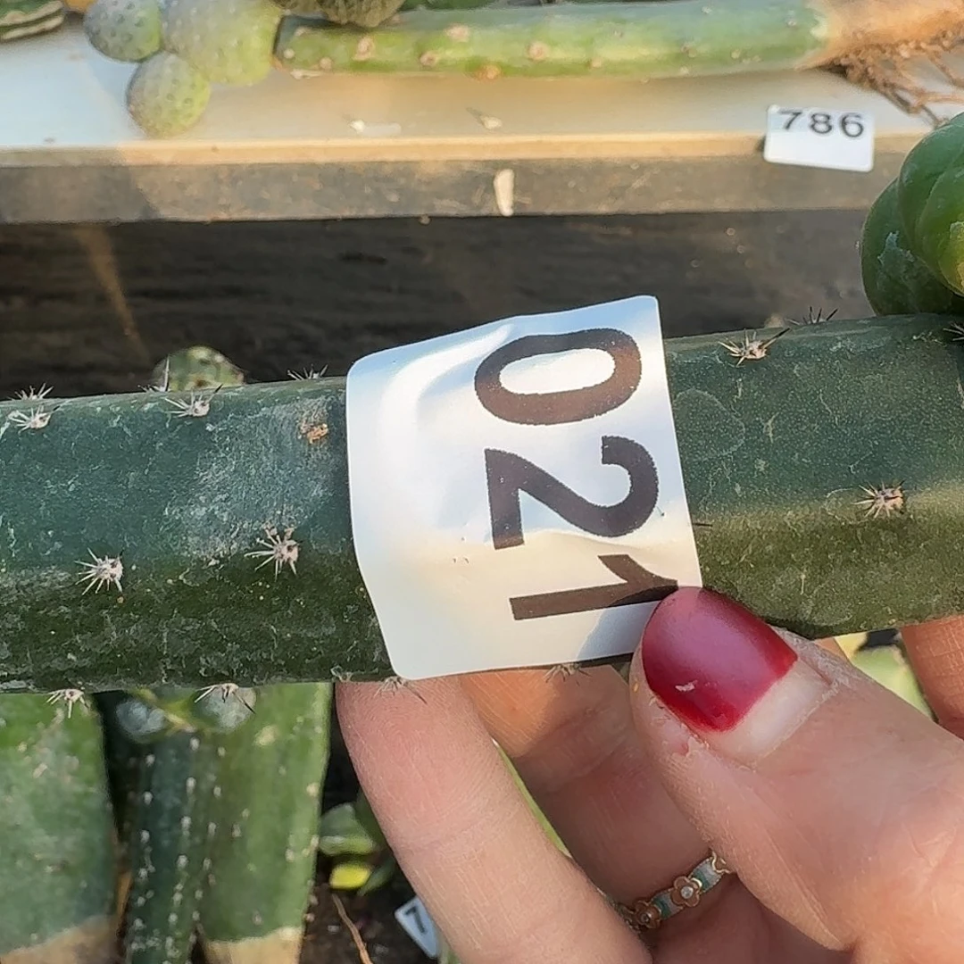 全部花朵大尤锦牡丹021