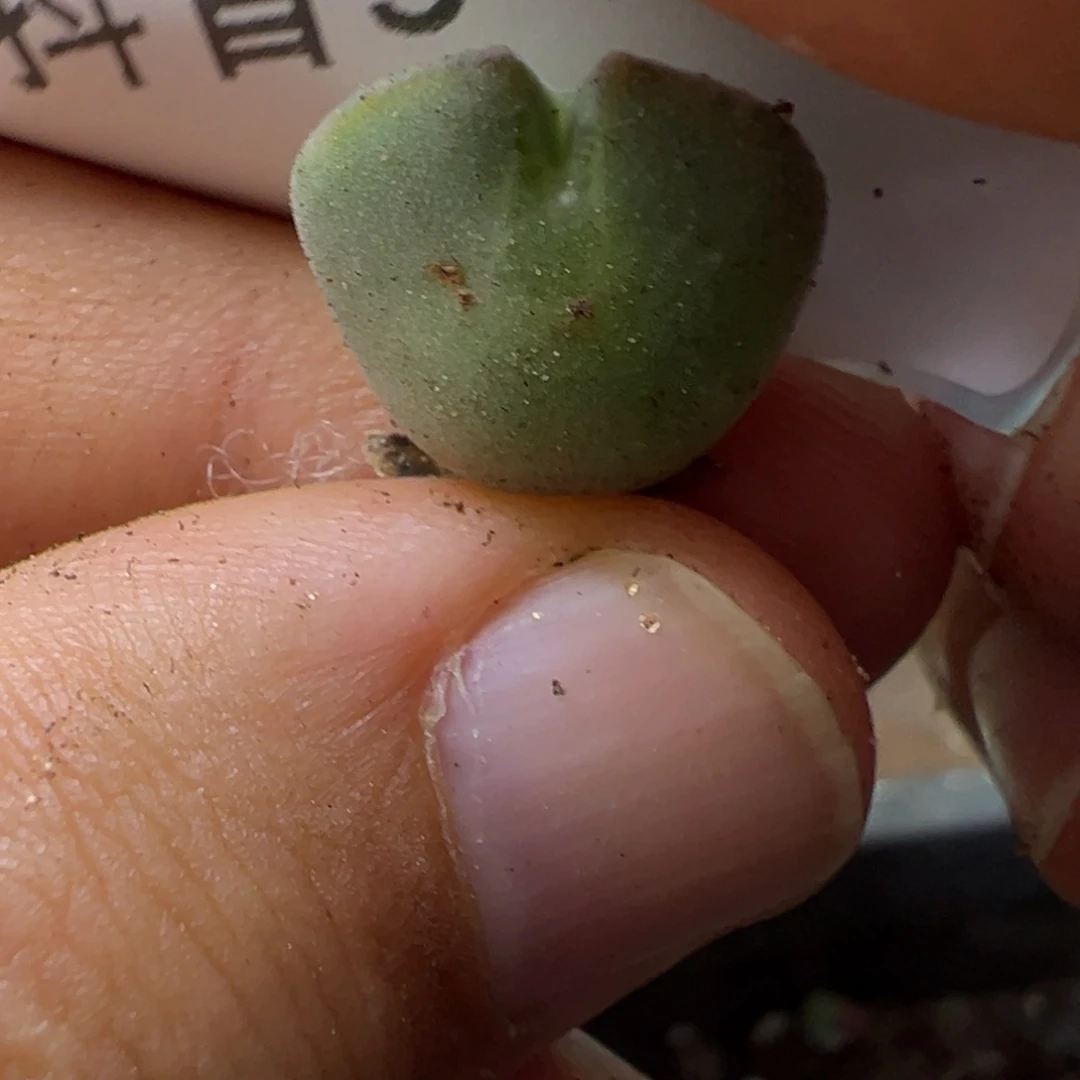 5-137肉锥多肉植物