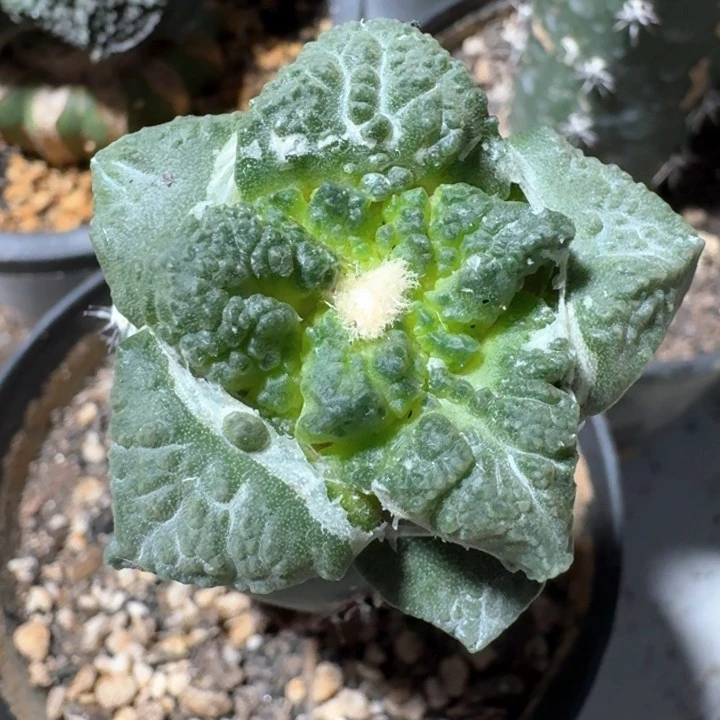 龟甲连山苗接仙人球