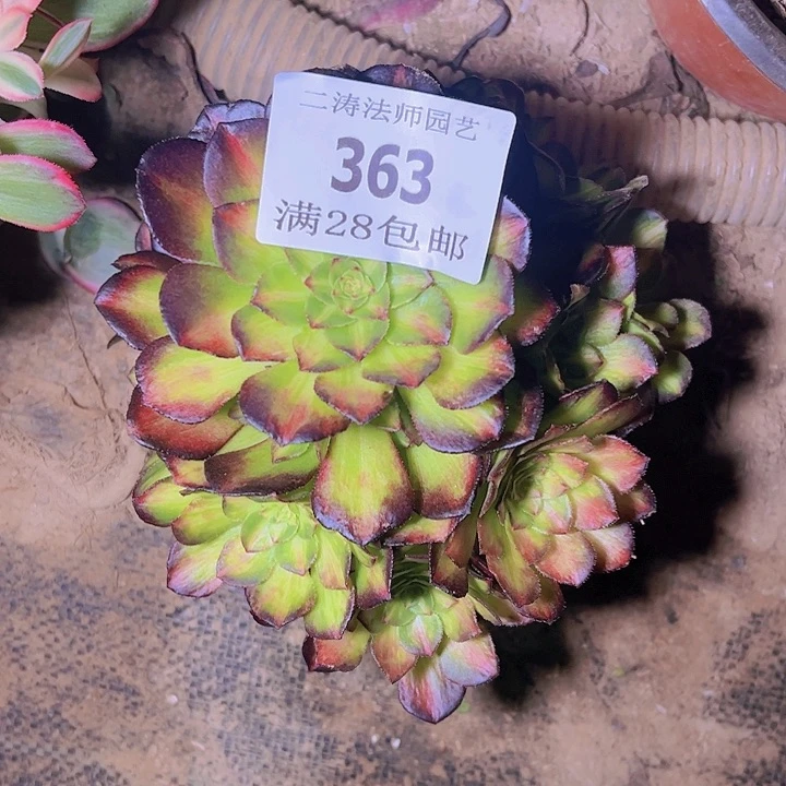 用****2363海山湖多肉无根