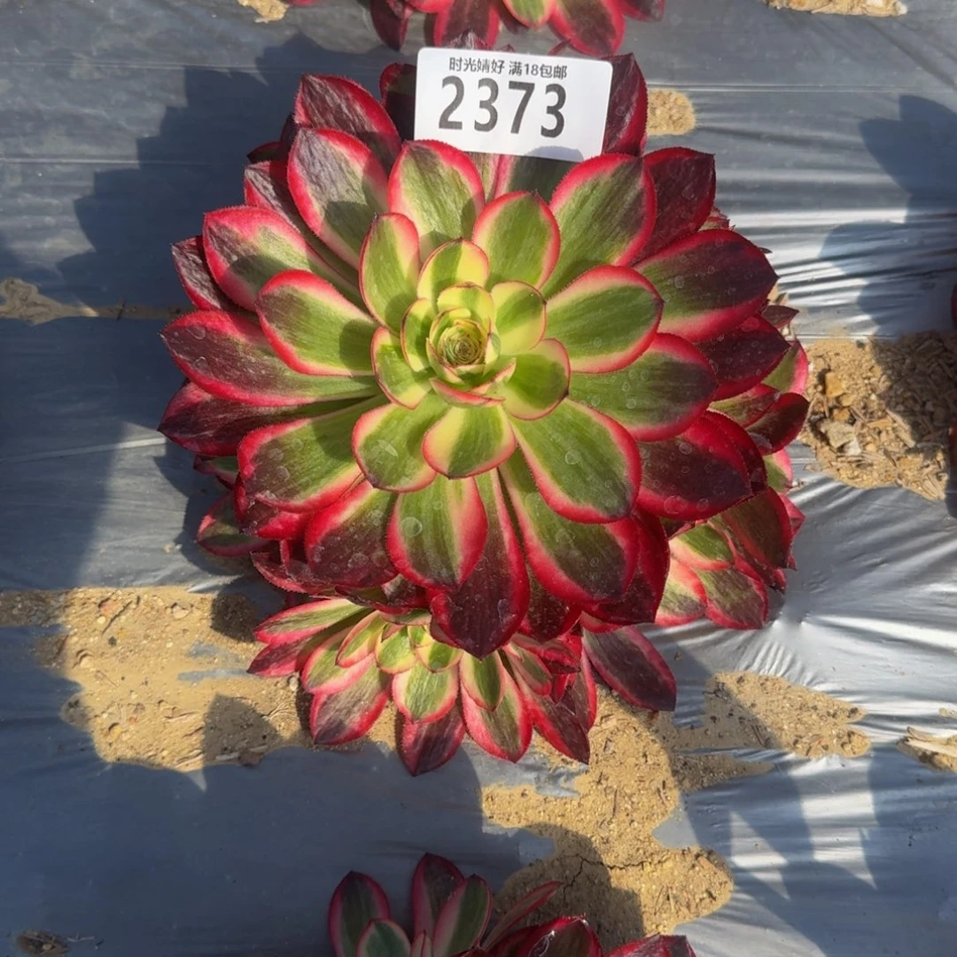 芬*?2373倾城寄养到秋