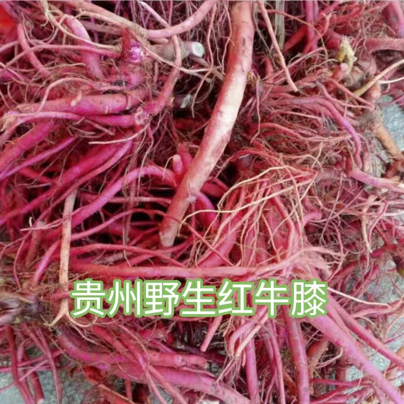 贵州新鲜红牛膝根红牛克血根红牛膝中药材可煲汤500克包邮