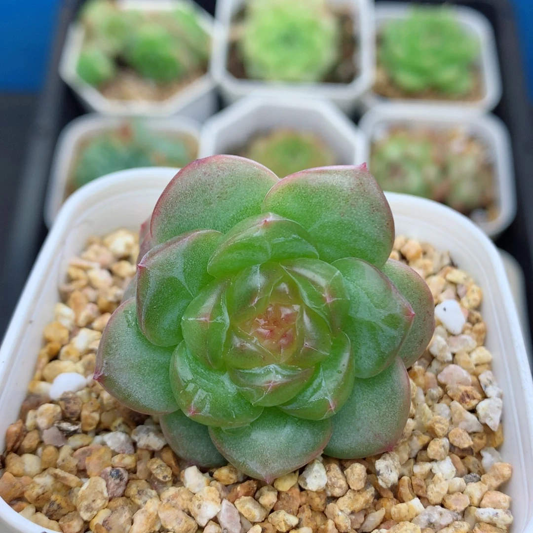 58包邮  群生不包整遥遥8