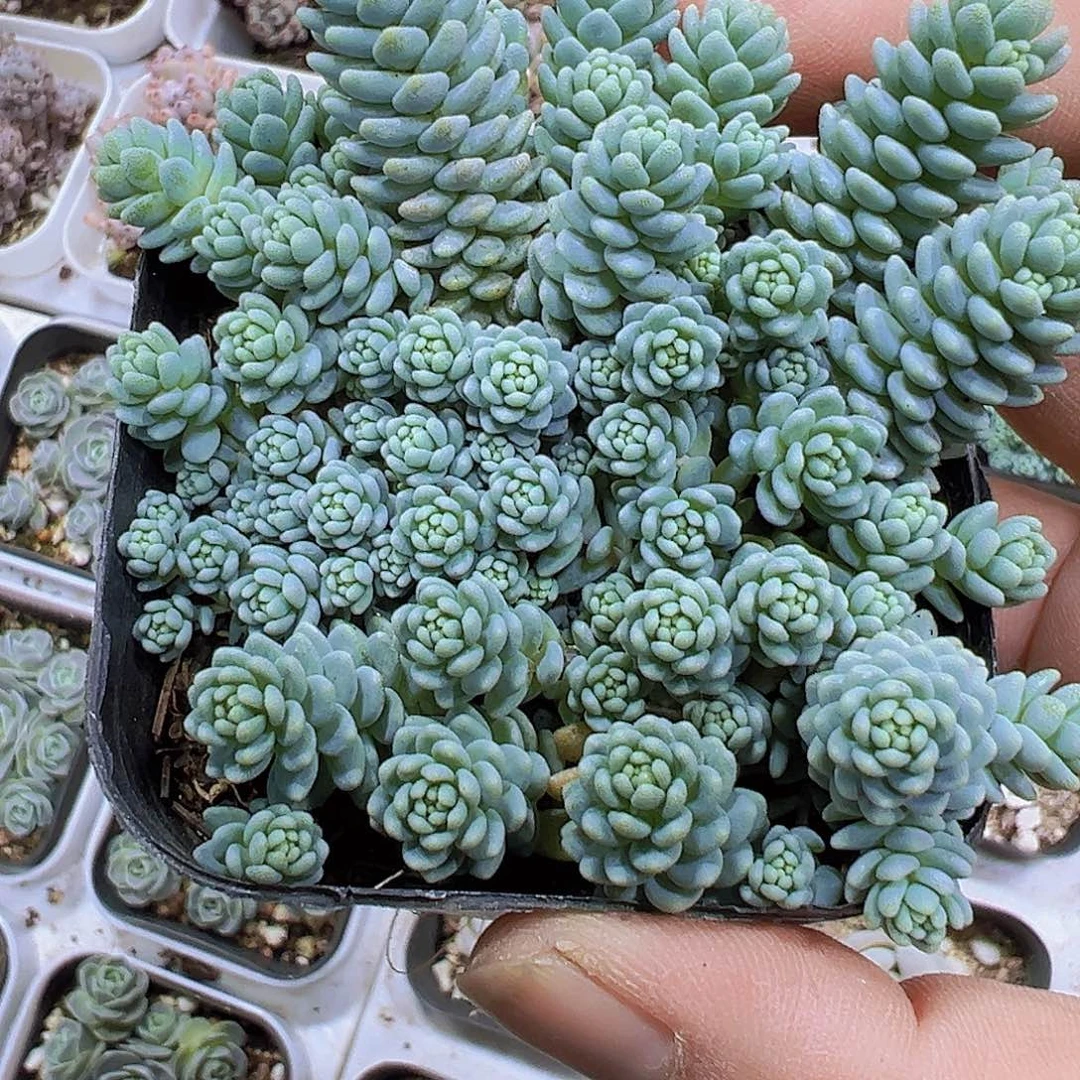 姬星美人19包邮多肉