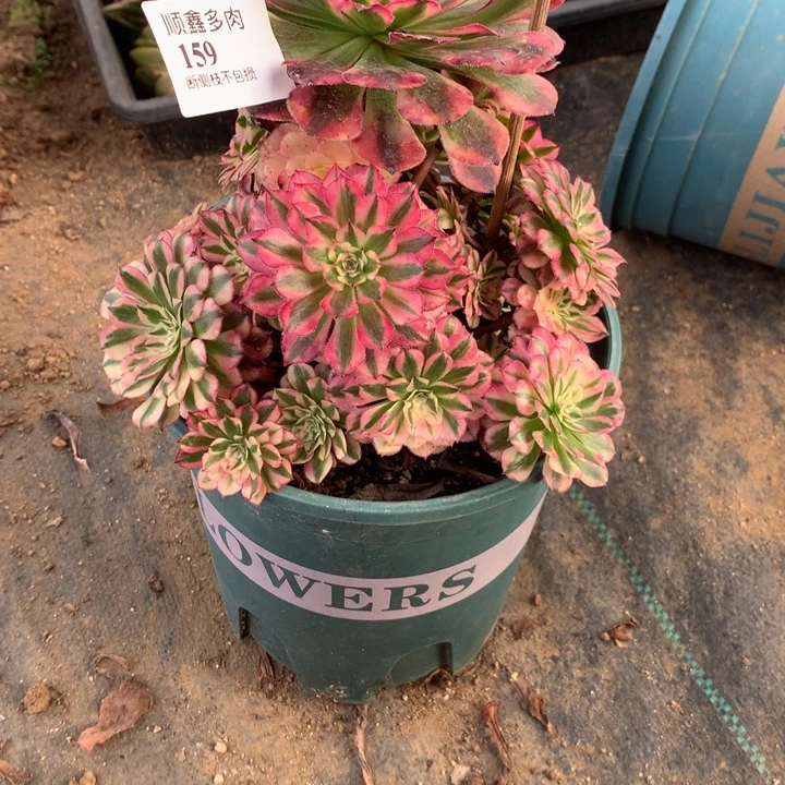 159祝融变异多肉植物特价