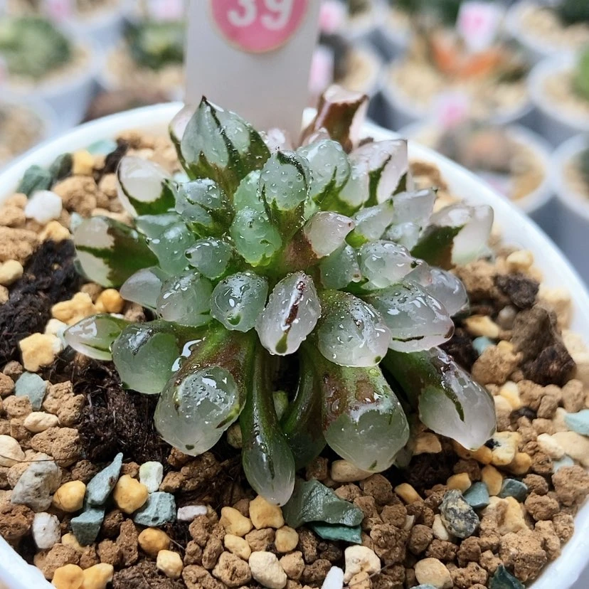 【闪购商品】贾****缘子弹头39