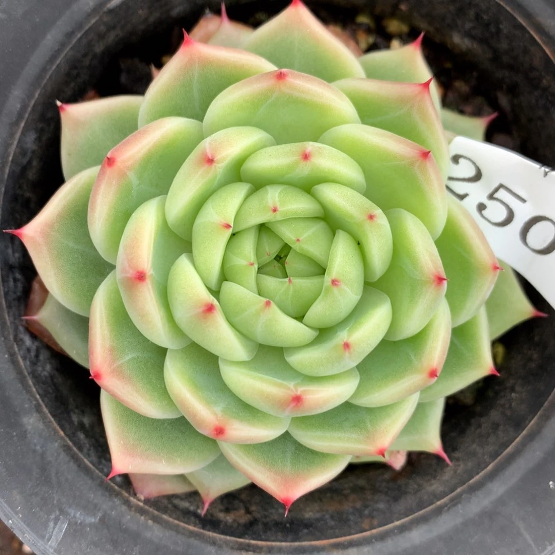 2500杂交多肉老桩