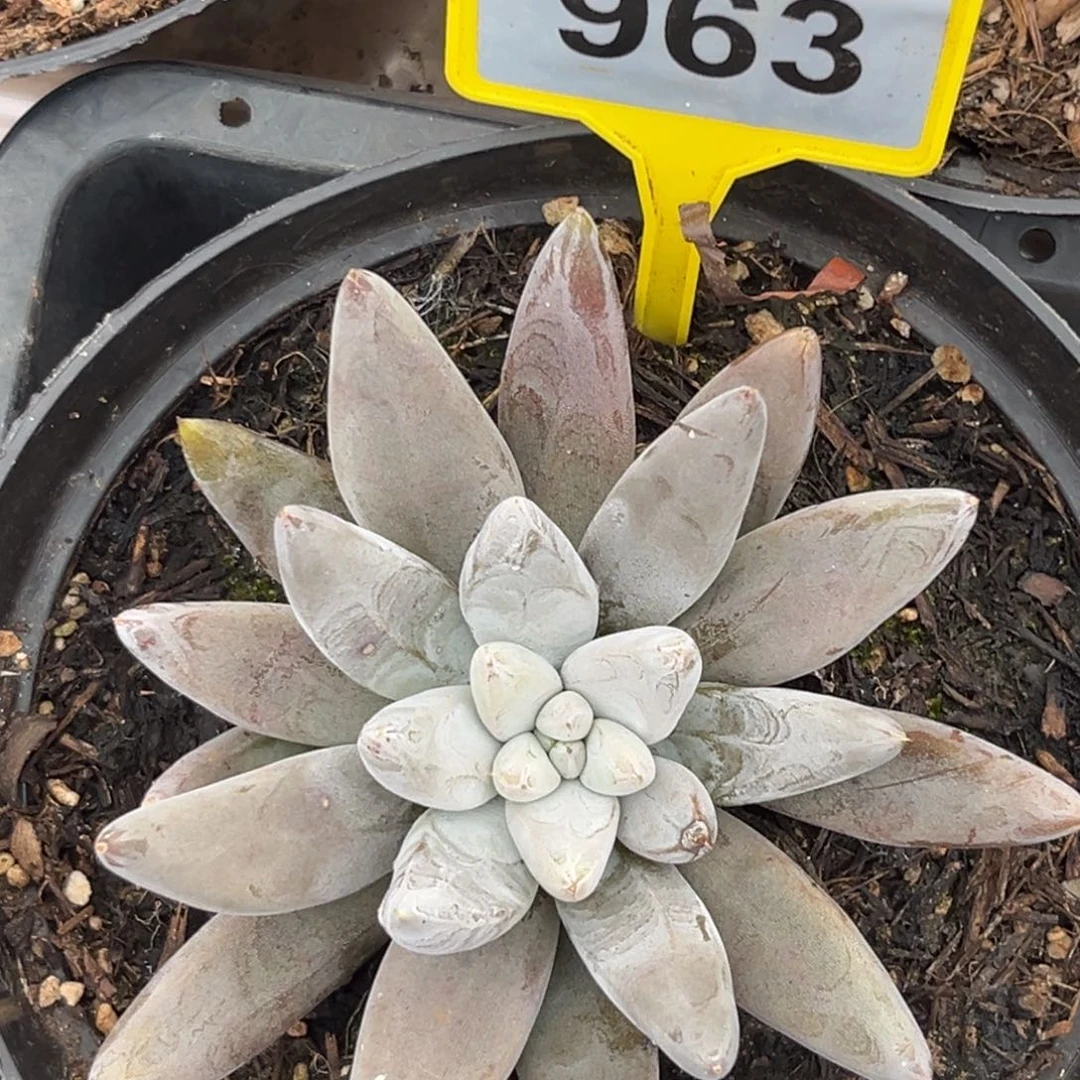 花***花多肉植物大魔王963