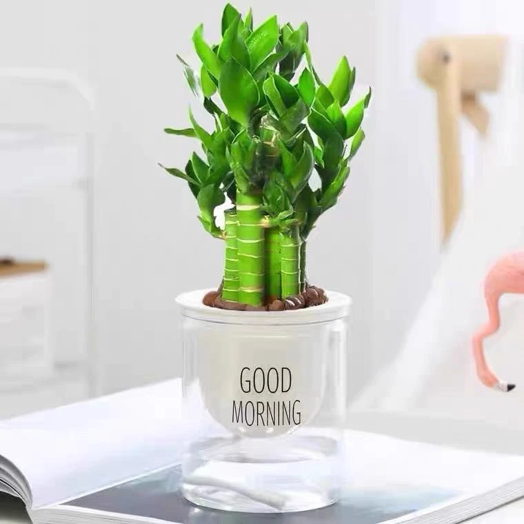 【新疆包邮】步步高升竹（简易盆）四季好养水培土培植物带根转运竹子