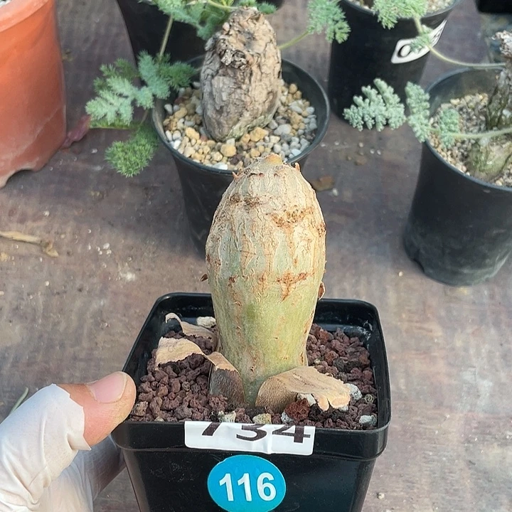 734安哥拉葡萄翁，