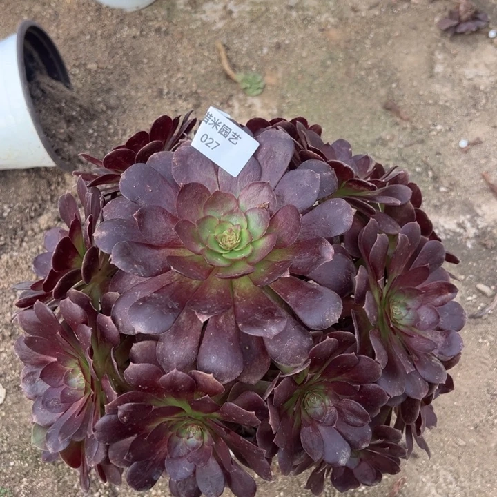 炽焰莲多肉植物027大手捧